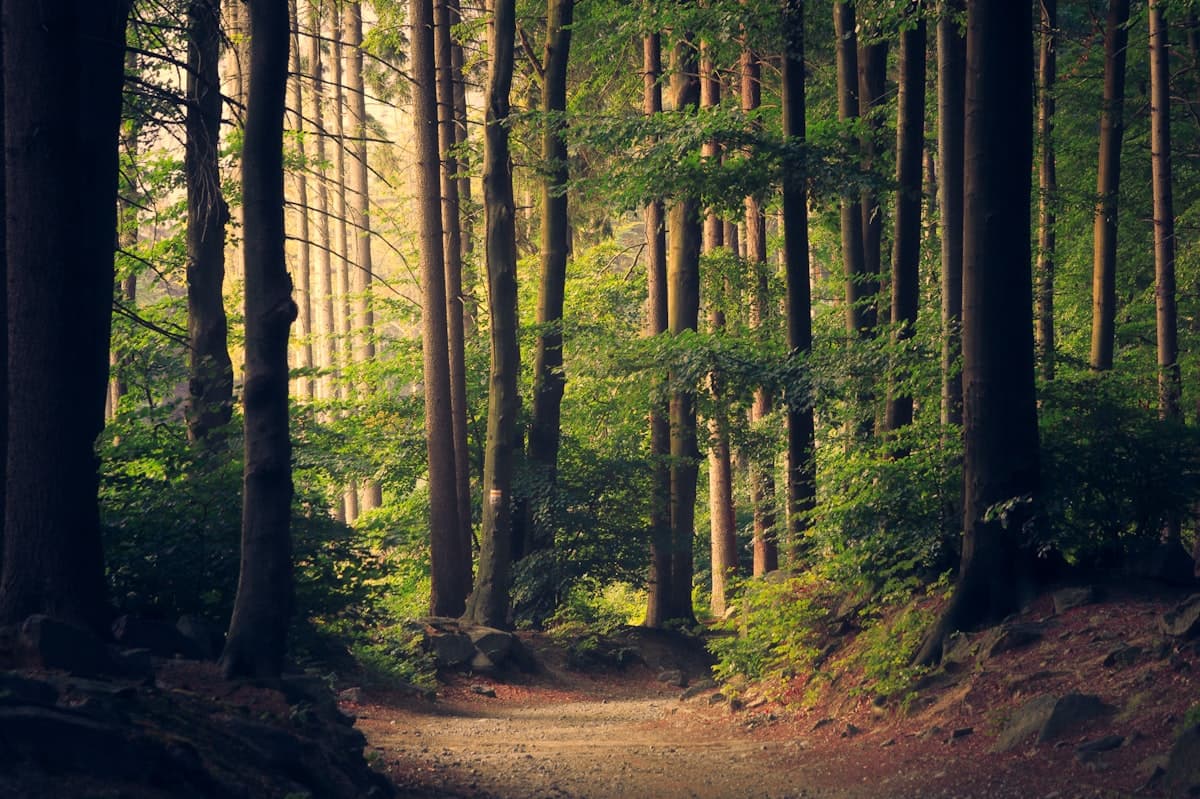 Sunlit forest path representing environmental protection